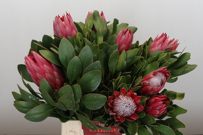 Protea Cynaroides Madiba