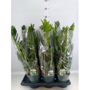 Zamioculcas zamiifolia