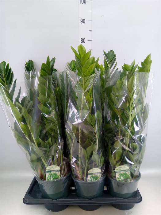 <h4>Zamioculcas zamiifolia</h4>