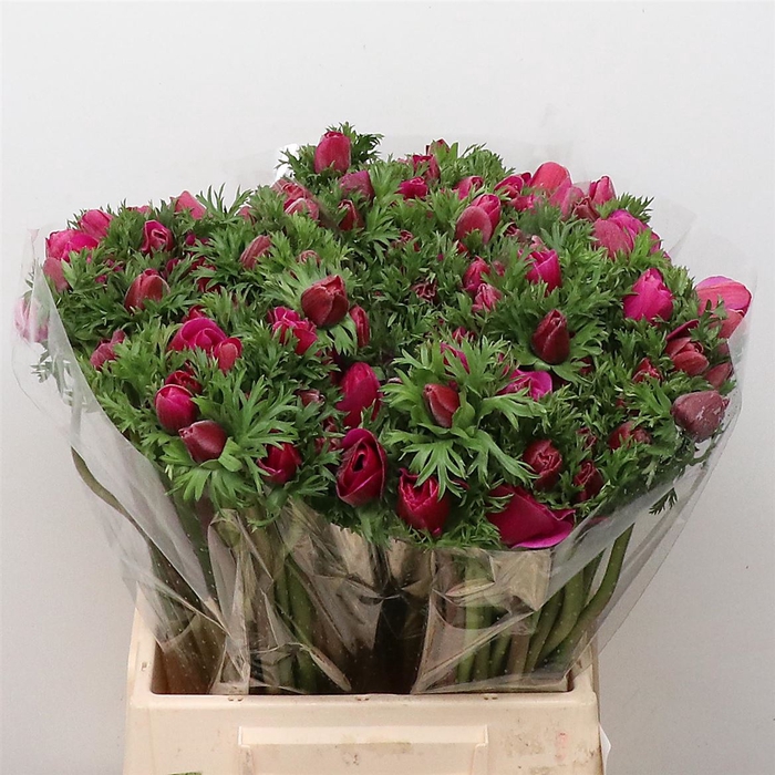 <h4>Anem Co Mar Cerise</h4>