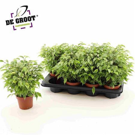 <h4>Fic Be Kinky Bont</h4>