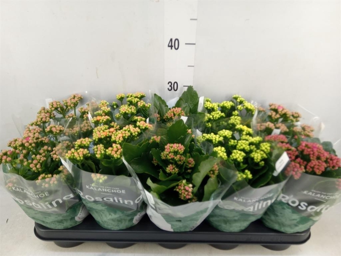 <h4>Kalanchoe blos. 'RosDon Collection'</h4>