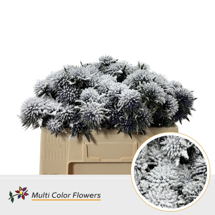 <h4>Eryngium Snow</h4>