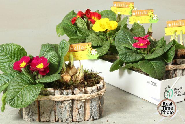 <h4>ARR GARDEN OVAL BARK X4</h4>