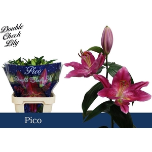 LI OR PICO
