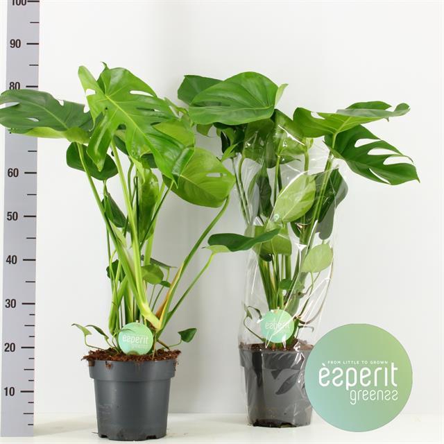 MONSTERA DELICIOSA