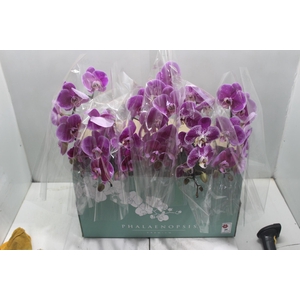PHALAENOPSIS P15 2 HT