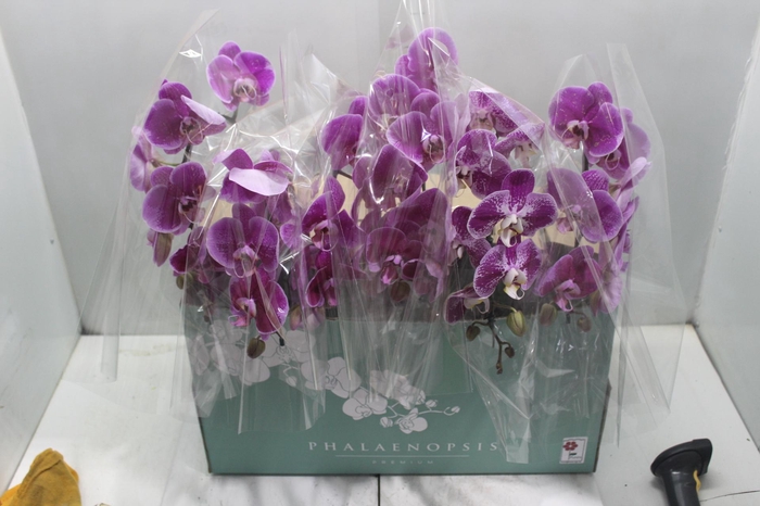 <h4>PHALAENOPSIS P15 2 HT</h4>