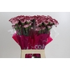 Dianthus St Olympia