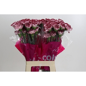 Dianthus St Olympia