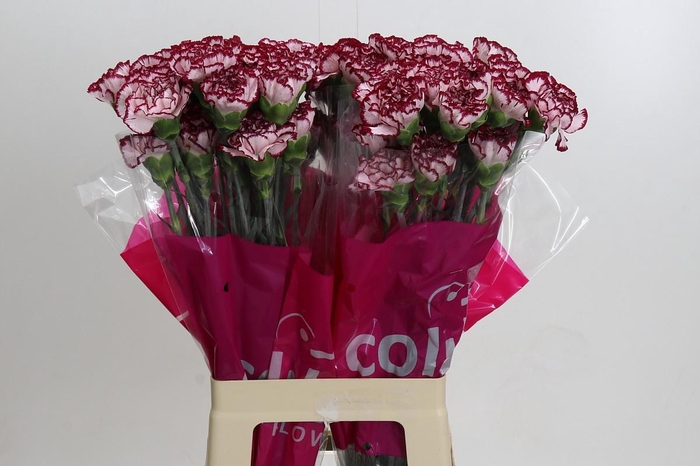 <h4>Dianthus St Olympia</h4>