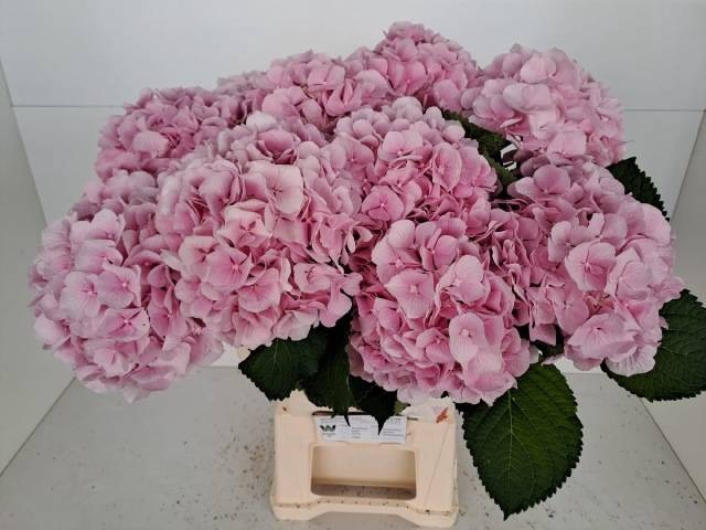 <h4>HYDR M CH VERENA</h4>