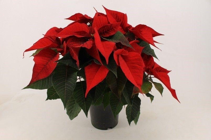 <h4>354 ADH : P19 Kerster Roze/Rood/wit</h4>