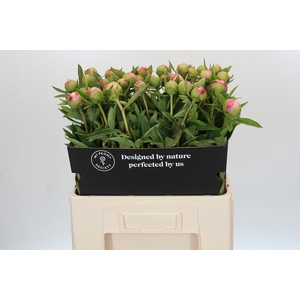 Paeonia Cytherea