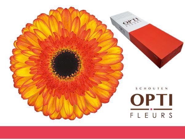 <h4>Gerbera Spotlight Doos</h4>