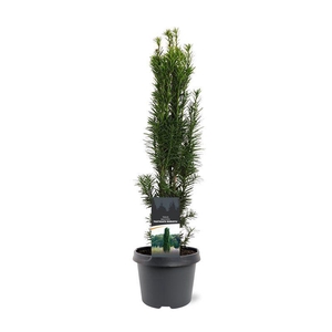 Taxus baccata 'Fastigiata Robusta'