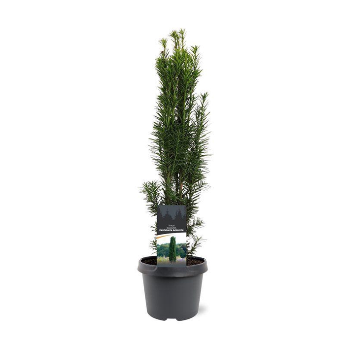 <h4>Taxus baccata 'Fastigiata Robusta'</h4>