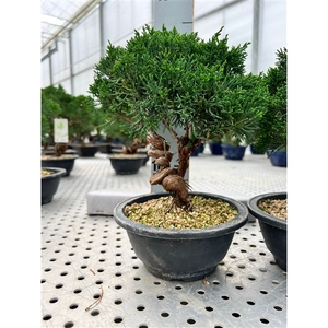 Juniperus chinensis, 15 cm, twisted trunk, in trainingpot