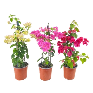 Bougainvillea