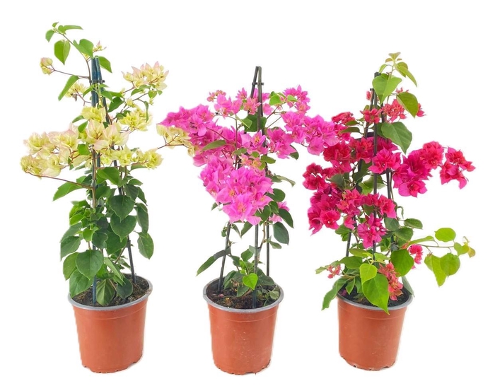 <h4>Bougainvillea</h4>