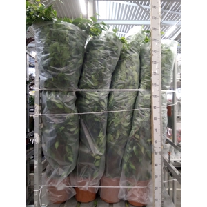 Ficus benja. 'Anastasia'