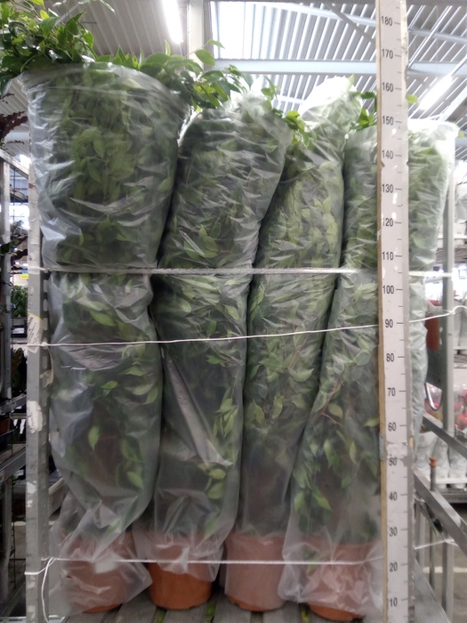 <h4>Ficus benja. 'Anastasia'</h4>