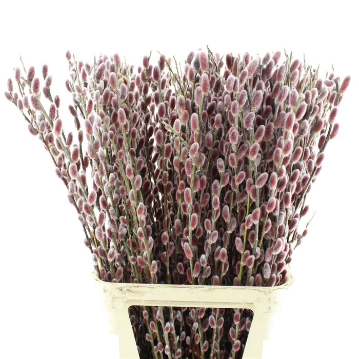 <h4>Salix Ch Red Passion</h4>