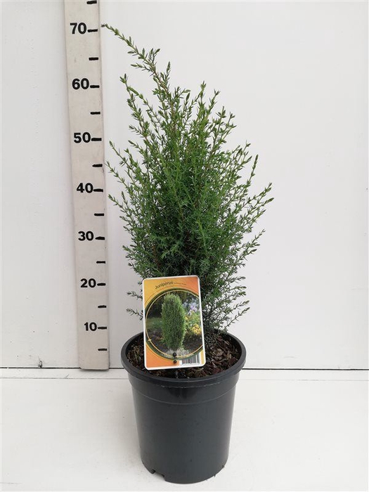 <h4>Juniperus communis Arnold</h4>