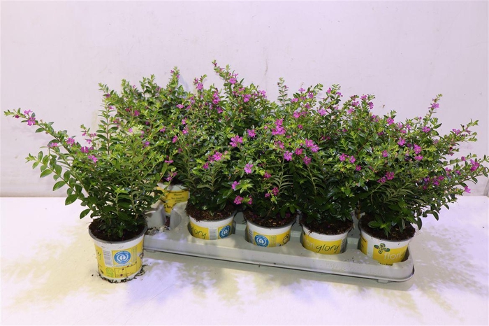 <h4>Cuph Hy Floriglory Lila Pink</h4>