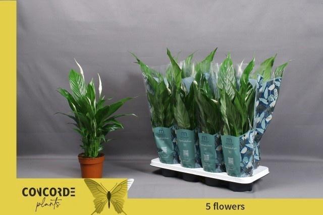 <h4>SPATH SWEET CHICO</h4>