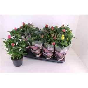 Rosa Patio-Hit gemengd 6 soorten