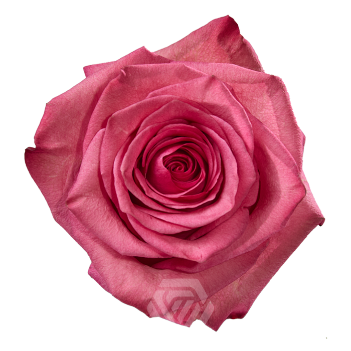 <h4>R GR LOLA</h4>