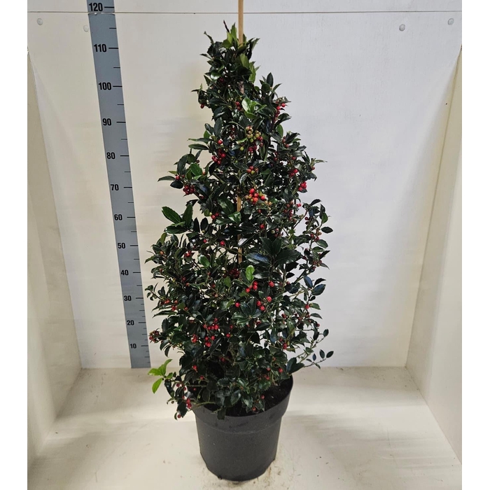 <h4>Ilex meserveae Blue Maid 28Ø 100cm</h4>