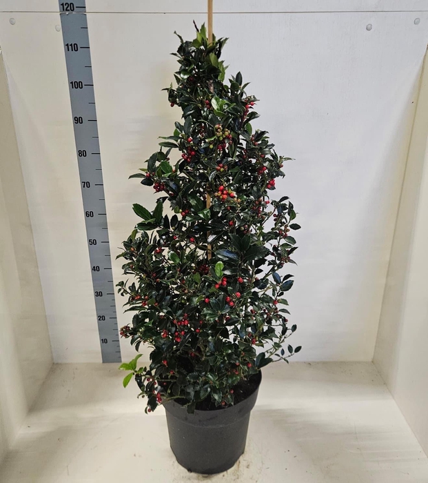 Ilex meserveae Blue Maid 28Ø 100cm
