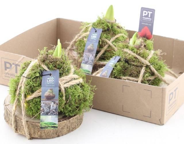 <h4>ARR BOL KNOLGEWAS</h4>