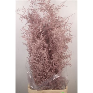 Asparagus Salv. Metal Pink