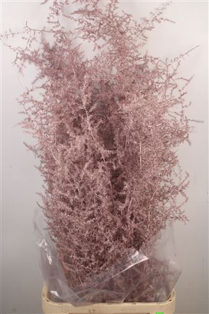 <h4>Asparagus Salv. Metal Pink</h4>