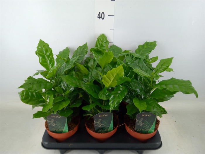 <h4>Coffea arabica</h4>