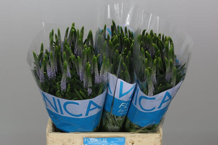 <h4>Veron Smart June</h4>