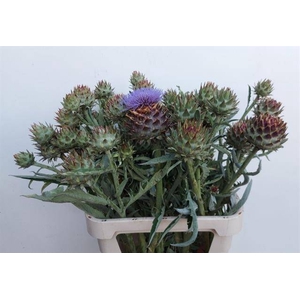 Cynara Cardunculus D van Ooyen