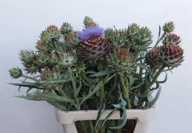 <h4>Cynara Cardunculus D van Ooyen</h4>
