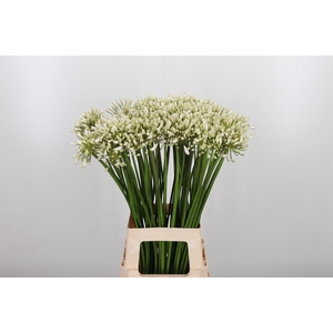 Agapanthus Helena