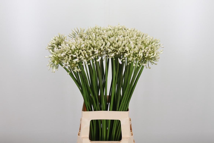 <h4>Agapanthus Helena</h4>