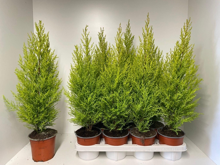 <h4>CUPR MA GOLDC WILMA</h4>