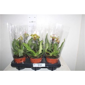 Paph Ov 1 Branche
