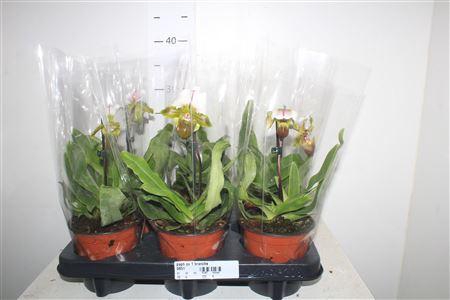 <h4>Paph Ov 1 Branche</h4>