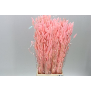 Dried Lagurus Peach