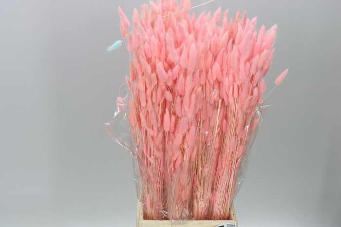 <h4>Dried Lagurus Peach</h4>