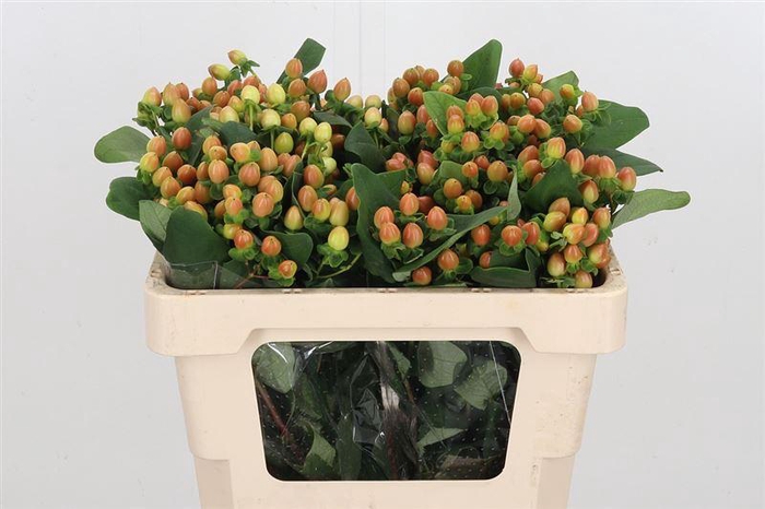 <h4>Hyp Globo Coral</h4>