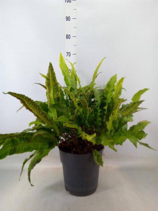 <h4>Asplenium   ...</h4>
